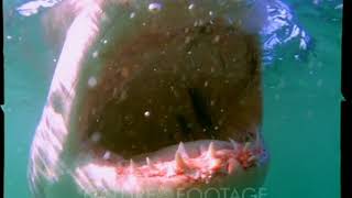 Great White Shark , Carcharodon Carcharias,