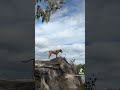 Draco the Plott Hound embracing his inner Mufasa! #plotthound #dog #disney #lionking #mufasa #simba