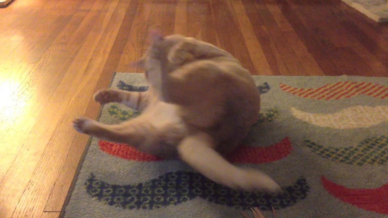 Sneaking up on fat cat ~ The Baron