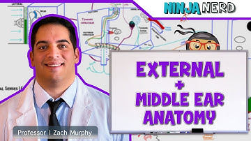 Special Senses | External and Middle Ear Anatomy