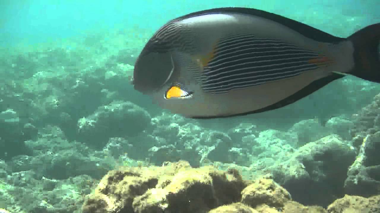 Snorkelen in Hurghada