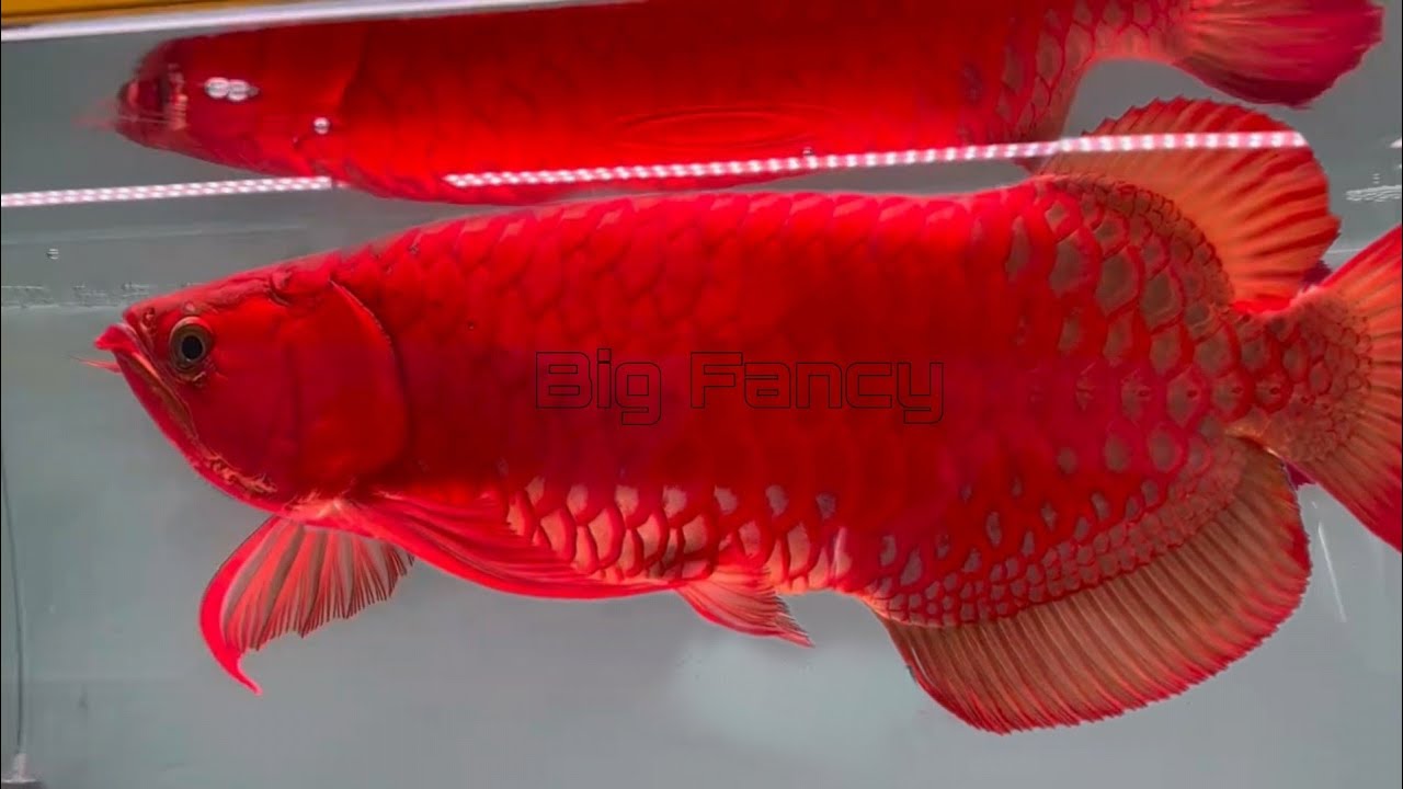 Red, golden, blue,yellow, purple, most expensive arowana fishs