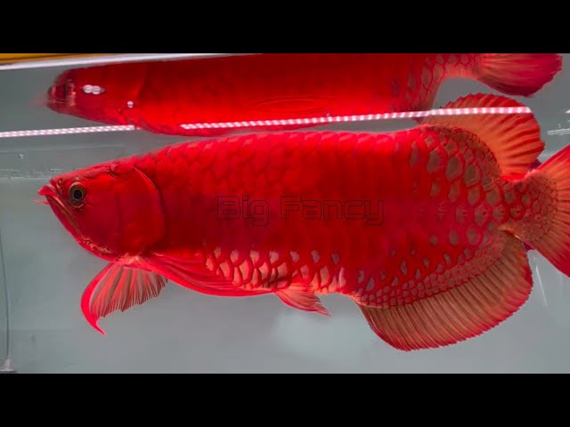 Red, golden, blue,yellow, purple, most expensive arowana fishs