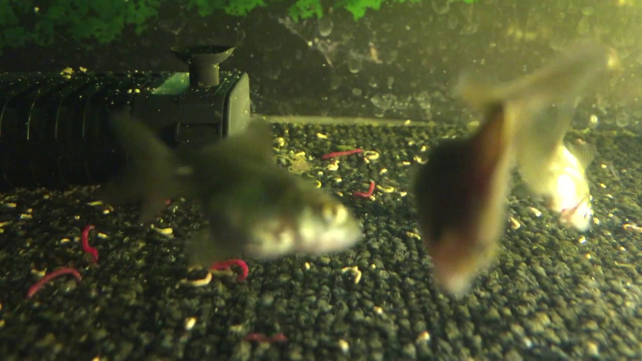 金魚の稚魚が アカムシをもの凄い勢いで食べる Youtube