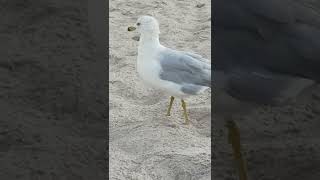 Seagull walking very close to me