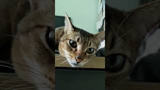 Meow 2024928