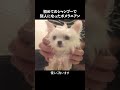 ポメラニアンの劇的ビフォーアフター