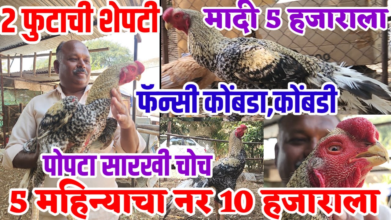 1 नर 10 हजार,मादी 5 हजारला,शेपटी 2 फूट,फॅन्सी कोंबडा_कोंबडी,parrot beak long tail aseel,visionvarta