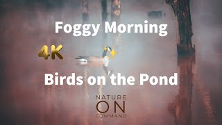 Foggy Morning Birds on the Pond   with Music by Austin Farwell By the Seaside