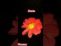 #botany#flowers#zinnia#shorts#viral