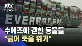 수에즈 마비로 갇힌 동물 수천 마리…"굶어 죽을 위기" / JTBC 뉴스ON