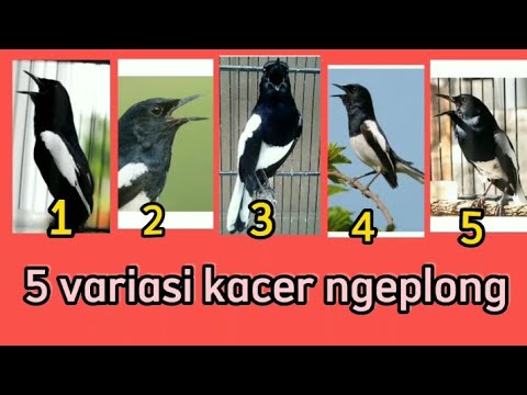 Suara pancingan kacer ngeplong santai sore hari, kacer apasaja langsung nyaut ampuh, boleh di coba!!
