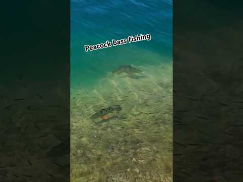 Peacock bass fishing in Miami #fishing