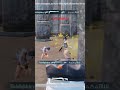 Rich Rajbhar yt Bgmi|#pubg #bgmi #1v3 #clutch #sorts #video #trending #viral