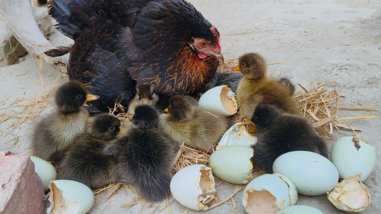 Hatching Eggs Naturally Backyard Chicken - Hatching Duck Eggs Under a Broody Hen 🐔🥚