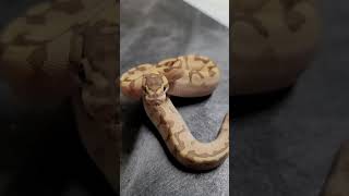 Famous Why are the pretty girls so angry? Beautiful Ball Python is ready to eat me #ballpythons #ballpython Wealth