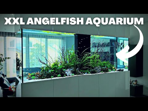 Videó: Élőben voltak az angelfish?