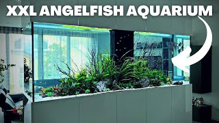 THE MASSIVE ANGELFISH AQUARIUM VIDEO YOU WERE SUPPOSED TO GET