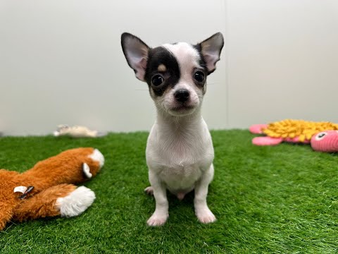 Video Chihuahua