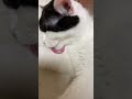 のんびり屋さんなぬっこ。#shorts