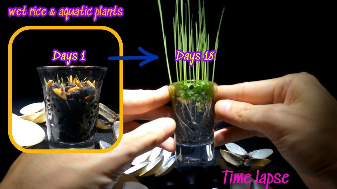 Rice plants & aquatic plants time lapse 18 days.