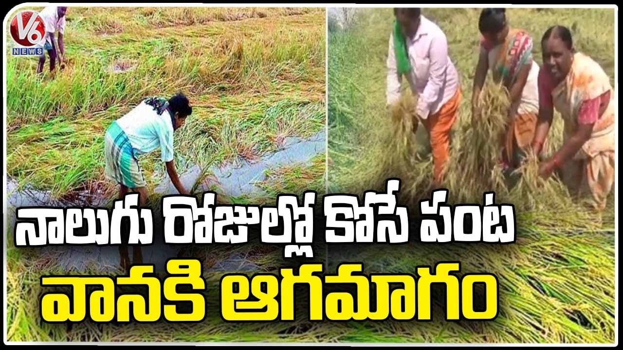 Huge Crop Damage Due To Heavy Rain, Thunderstorm | Warangal | V6 News ...