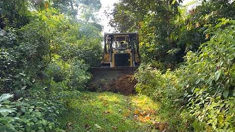 CAT D6R XL Bulldozer Clearing the Roadside Bushes in the Forest