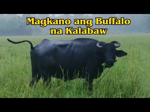I Bought Water Buffalo /Magkano ang Kalabaw sa Pilipinas