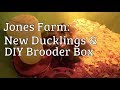 Jones Farm: New Ducks & DIY Brooder Box