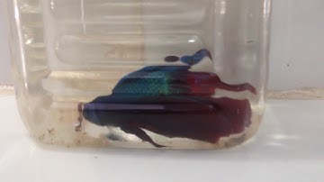 Cách chữa trị rách đuôi , thối vây cho cá lia thia | BETTA LIA THIA |