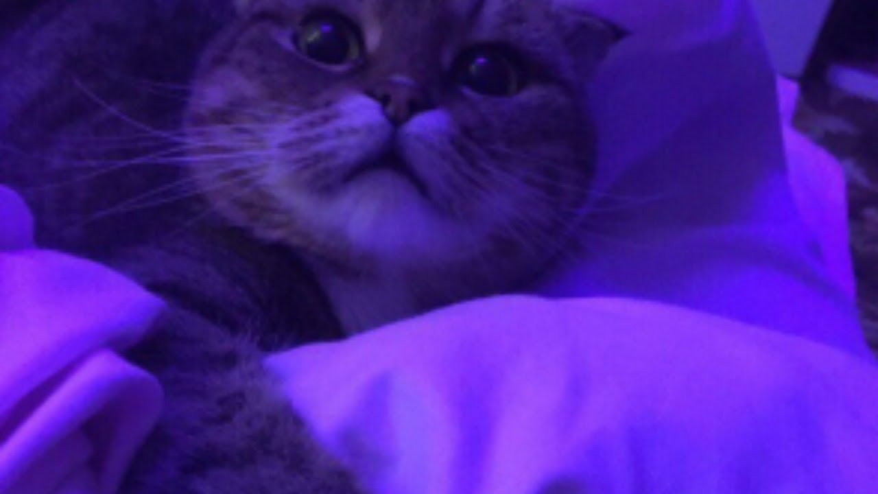 Фиолетовая Эстетика котик
