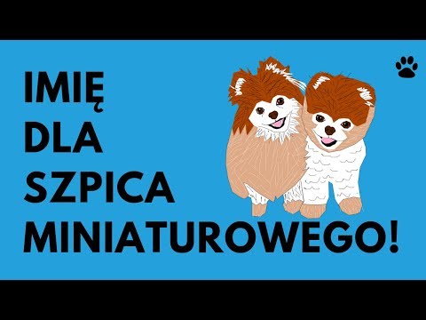 Wideo: Jak Nazwać Szpic