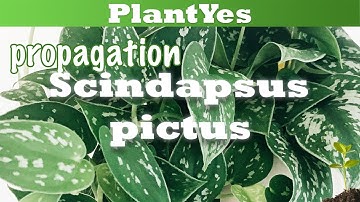 🍃 How to propagate Scindapsus pictus ☘️ satin pothos cuttings