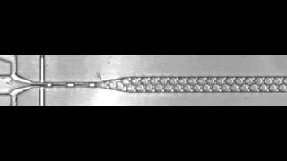 ARAbate, Poisson loading of yeast into drops