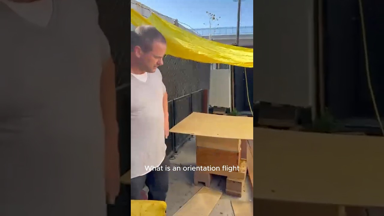 Bee Bootcamp: The Brutal First Flight That Sends Them to Die 🐝⚔️