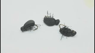 Straggle legs Beetle