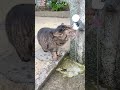 蛇口から水を出してほしい猫 #地域猫 #野良猫 #shorts
