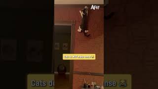 This is why cats are terrifying 😨 #funnycats #horror #shorts