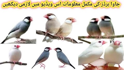 java sparrow complete information | Urdu | Hindi | Java breeding tips | java birds | lovepetsa
