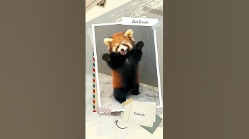 Exploring the Enchanting World of Red Pandas