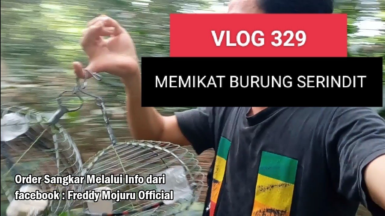 BURUNG SERINDIT cerita kita selepas 2 Tahun Cuti - VLOG 329