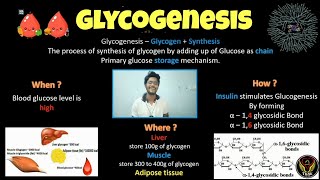 Glycogenesis | Biochemistry | Tamil | Insulin | Glycogen | Glucose | Diabetes |Biology |ThiNK VISION