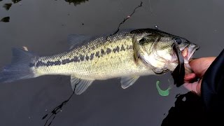 Losing a $300 Rod?!?! Bass Fishing at the Occoquan Reservoir in VA
