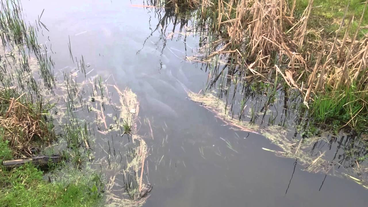 Karpie tarlo ,w 50 sekundzie przechodza swinki :)