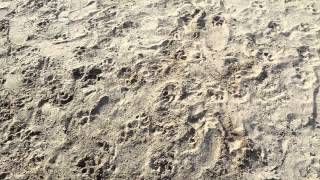 Pitbull Amstaff Mix -Loki- 11 Weeks