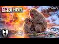 16K HDR Dolby Vision 120FPS OLED Test | Massive Ultra HD Demo for 8K &amp; 4K TVs