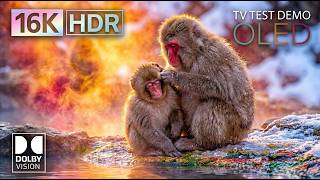 16K HDR Dolby Vision 120FPS OLED Test | Massive Ultra HD Demo for 8K &amp; 4K TVs