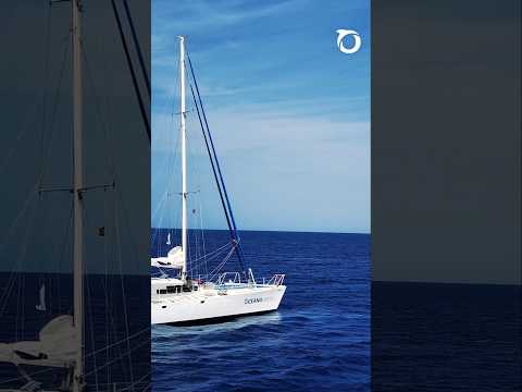 The surprising species discovered during Oceana's expeditions