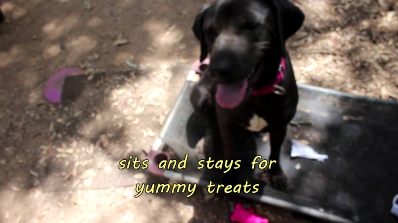 petco hours Freya - ADOPTED!