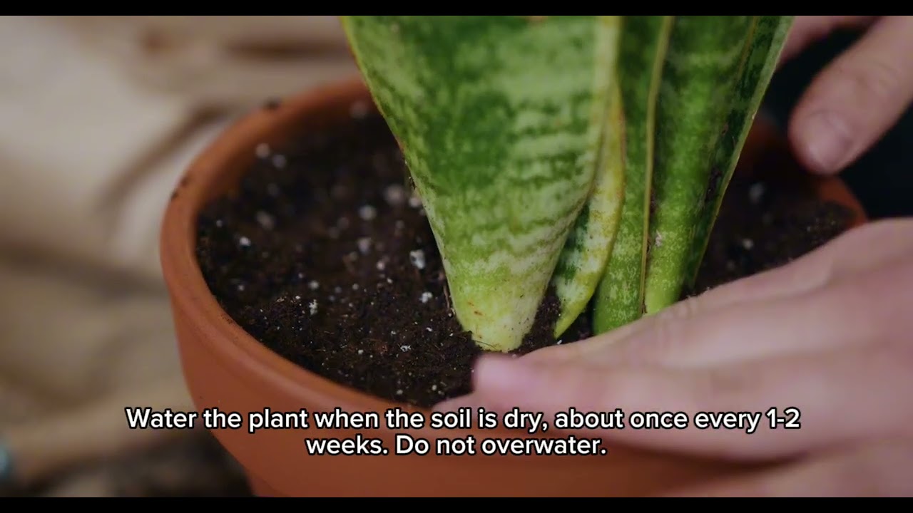 Learn English Through Snake Plant Care - Effective Listening Practice! 🌿🎙️"